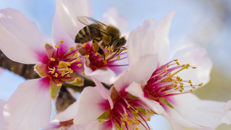  Virágport gyűjt egy méh egy mandulafa virágáról 2021. március 3-án. MTI/Varga György