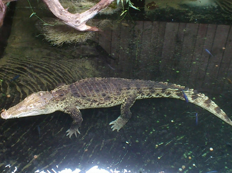 Kubai krokodil