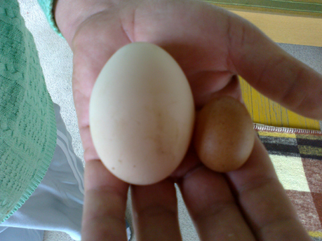 apró tojás mosdós