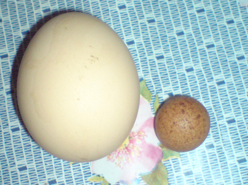 óriás tojás