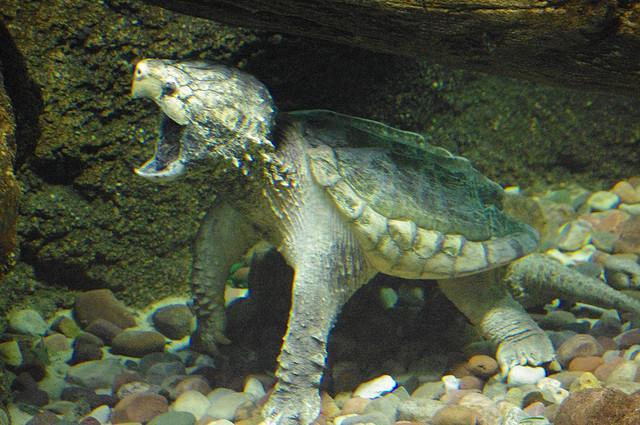aligátor teknős