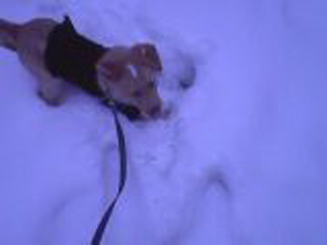 Zeus kutya is élvezi a havat
