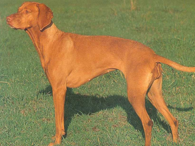 vizsla