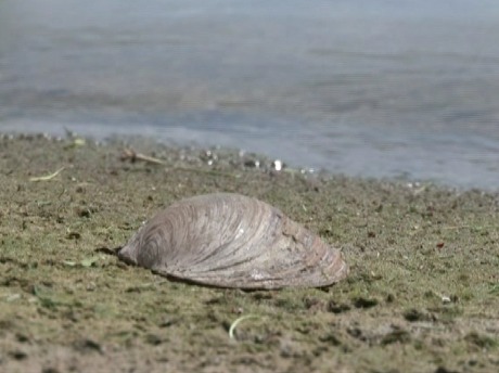 kagyló