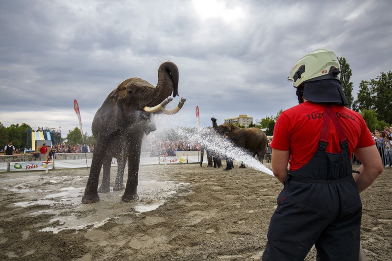 Tűzoltók fürdetik a Magyar Nemzeti Cirkusz elefántjait a Cirkuszok éjszakája rendezvényen Balatonlellén 2019. július 12-én. MTI/Varga György