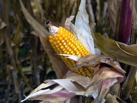 GMO kukorica