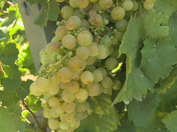 csabagyöngye szőlő