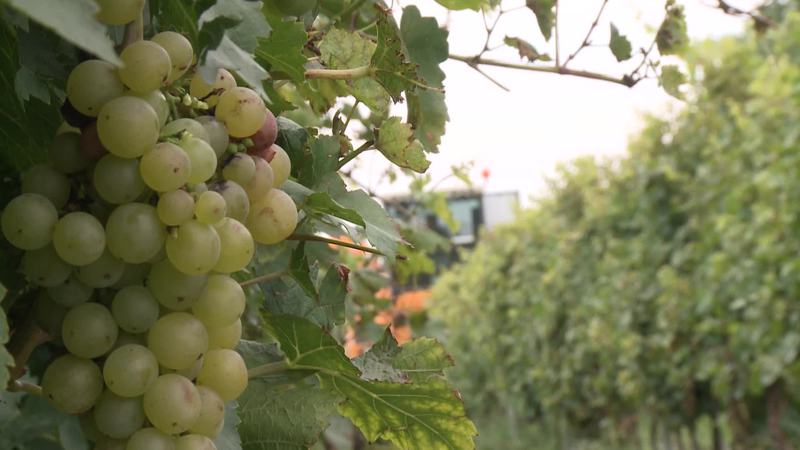 A szőlősgazdáknak a párás és meleg időjárás miatt nagyobb hangsúlyt kellett fektetniük a növényvédelemre.