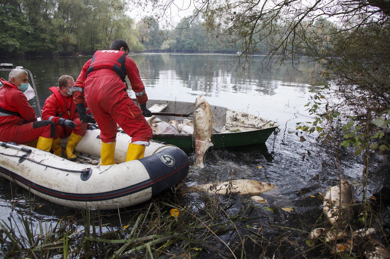 A somogyudvarhelyi tóban elpusztult halakat gyűjtik össze. MTI Fotó: Varga György