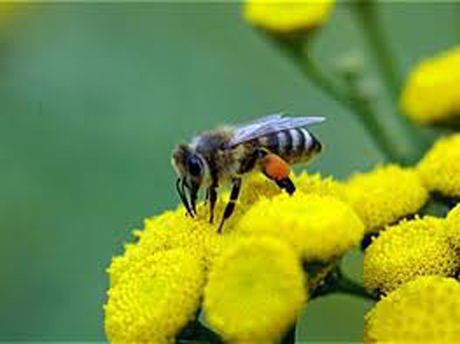 méhészek2