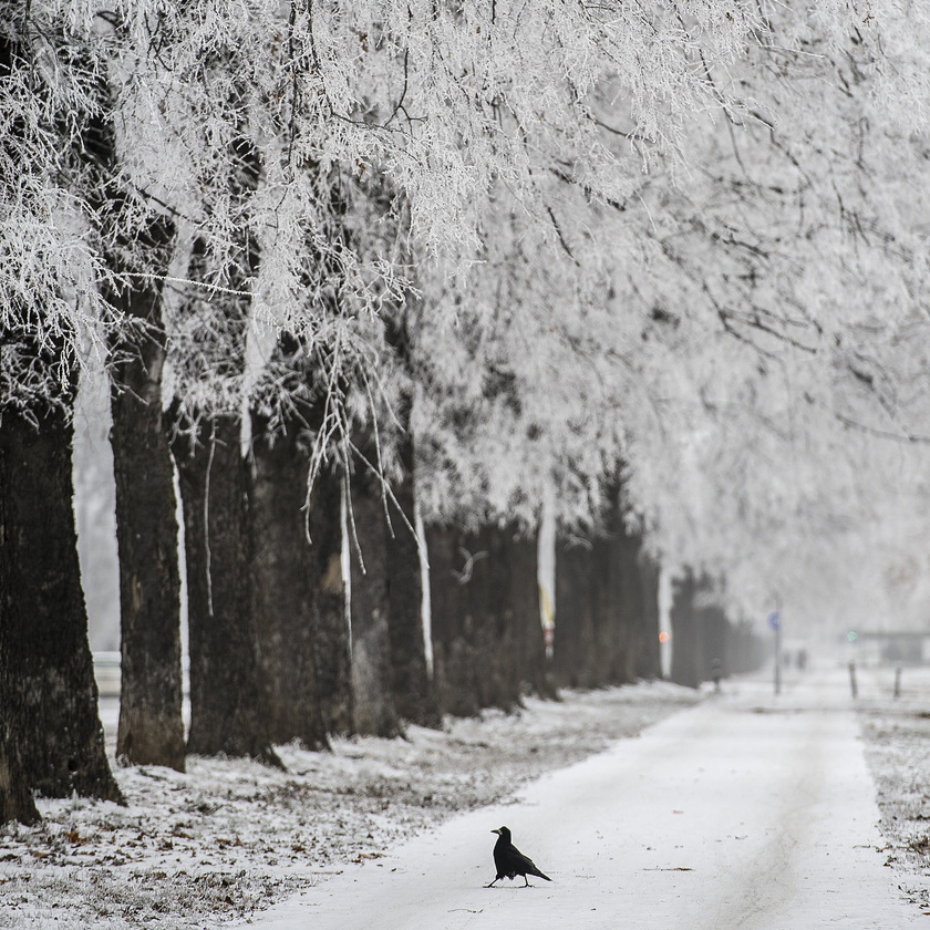 Egy varjú a zúzmarás fák előtt Debrecenben a Böszörményi úton. fotó: MTI/Czeglédi Zsolt