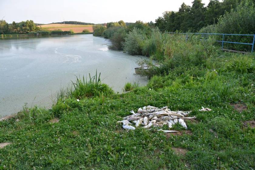 A kaposszerdahelyi önkormányzat visszavenné a tó üzemelési jogát, és kimélyítené, azért, hogy ilyen többé ne fordulhasson elő. 
