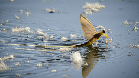 Így néz ki egy tiszavirág közelről