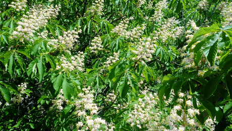 Veszélytelen ugyan, de jobb, ha mindenki tud róla