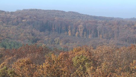 Átmeneti útlezárások lesznek a Zselicben