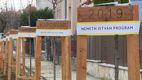 6000 darab új fát ültet Kaposvár