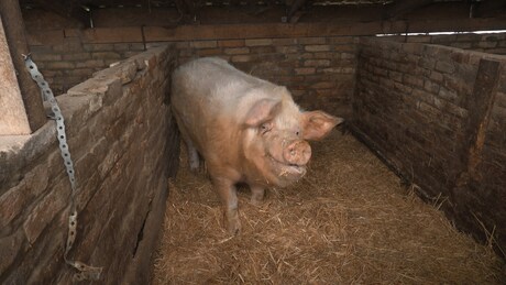 Súlyos disznót dolgoztak fel