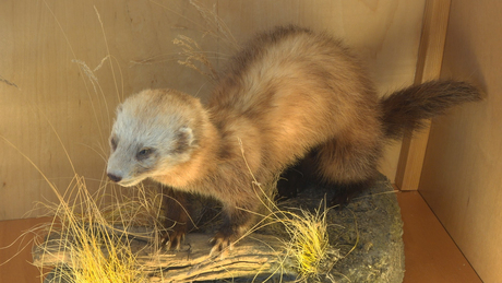 A kezdetek óta népszerű a desedai tárlat