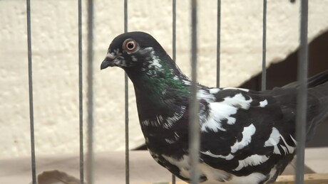 Madarak lepték el az iskolát