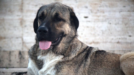 Mikortól számít egy kutya öregnek? A szokásos életkorszámítás nem mérvadó!