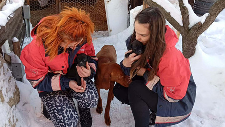 Kutyakölyköket mentettek Kaposváron