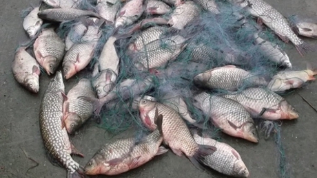 Félszáz halat fogott az állatkínzó orvhorgász