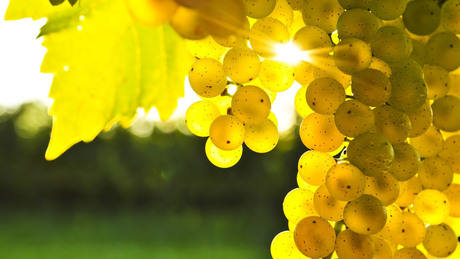 Folytatódik a szőlőérlelő szeptemberi nyár