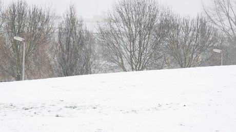 Fehérbe borult a Városliget