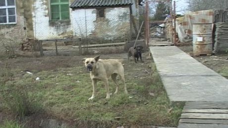 Brutálisan végzett a szomszéd kutyájával