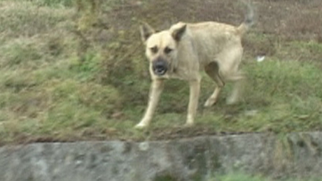Kutya-terror az egyik kaposvári utcában - videóval
