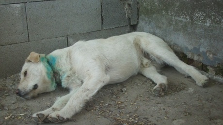 Acéldróttal kínoztak meg egy kutyát Istvándiban - videóval