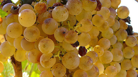 10 kiló szőlő, 10 kiló paradicsom - rendőrkézen a terménylopók