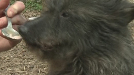Csaknem halálra éheztette kutyáit - felfüggesztett börtönt kapott
