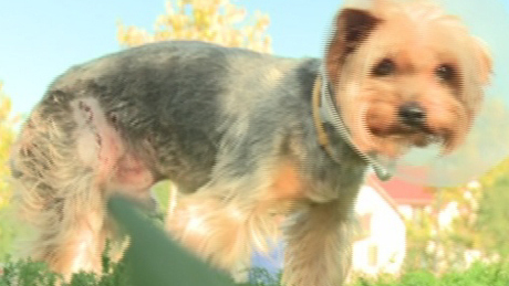 Agresszív kutya támadt egy családra - videóval