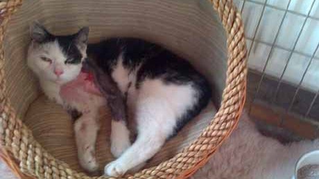 Brutális állatkínzás: ragasztóval nyúzta le a macska szőrét