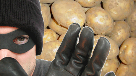 Krumplit találtak a lengyeltóti zsaruk