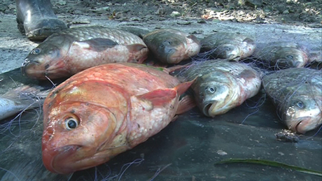 13 kilónyi hal pusztult el a rapsicok hálójában