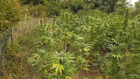 Kannabiszt termesztettek Tabon