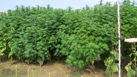 Bíróság elé állhat a marihuána-rengeteg kertésze