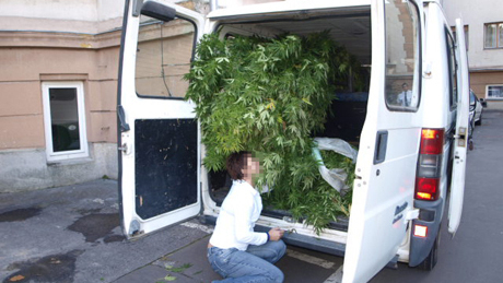 Mikrobusznyi marihuánát találtak a zsaruk 