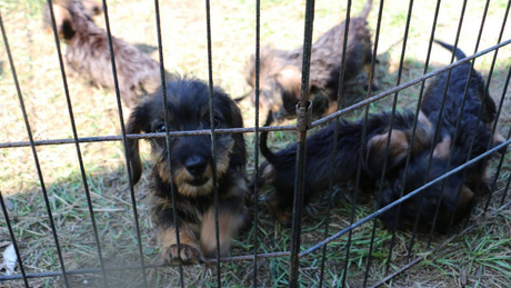 Több mint 101 kiskutya - elítélték a barcsi állatkínzót