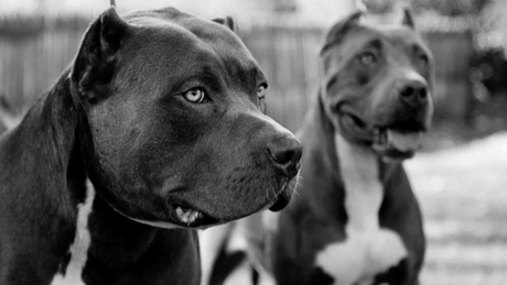 Gyerekekre támadtak a harci kutyák, elítélték a tulajdonost