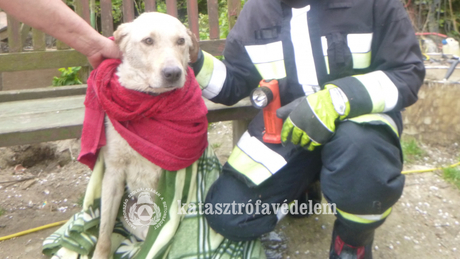 Kútba esett kutyát mentettek a tűzoltók