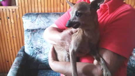 Egy idős, félvak kutyát mentettek meg a balatoni lánglovagok