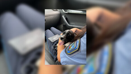 A rendőrök szállították haza a lopott kutyát