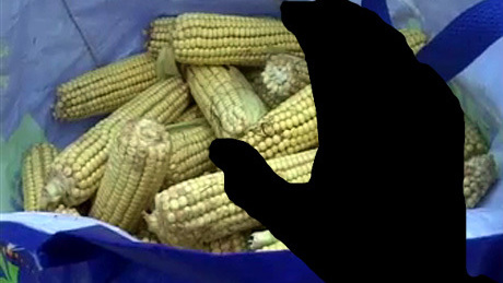 180 mázsa kukoricát zsákmányolt a visszatérő tolvaj
