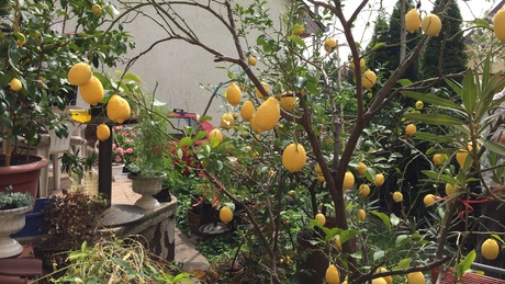 Roskadoznak a citromfák egy kaposvári kertben