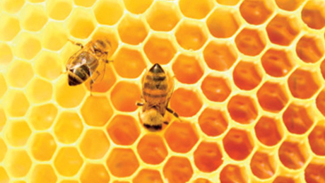 Szenzáció! Megtalálták a méz titkos összetevőjét