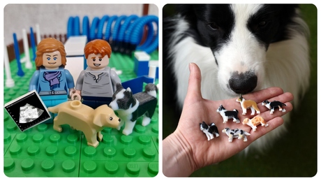 Mudi, puli és border collie LEGO figura is készülhet