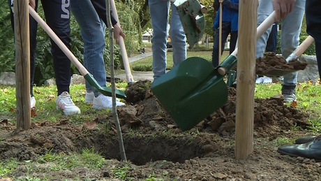 Ősszel újabb 6 ezer fát ültetnek el az országban